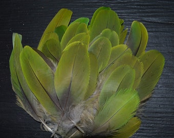 Green feathers, 10 pieces, 2"-2.5" Amazon parrot feathers, natural colored parrot, cruelty free collection from loved pets