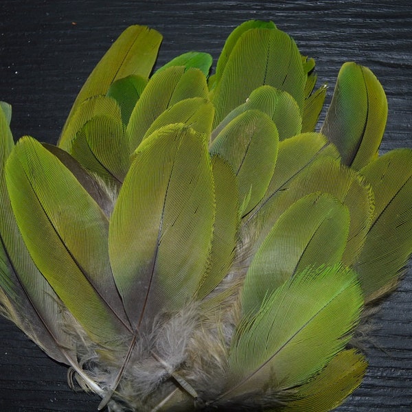Green feathers, 10 pieces, 2"-2.5" Amazon parrot feathers, natural colored parrot, cruelty free collection from loved pets