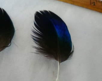 Irridescent black Peacock wing feathers, 4 pieces 2 to 4" length,  fly fishing fly tying supply feather source