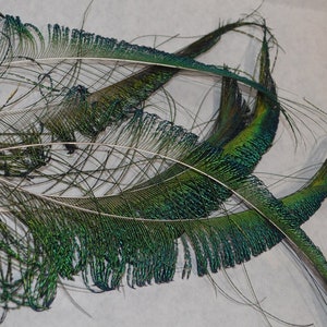 May include: A collection of peacock feathers with iridescent green and blue colors. The feathers are arranged in a loose, overlapping pattern, with the tips of the feathers pointing in different directions.