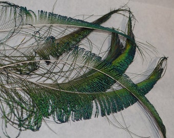 Feather Swords, 6 pieces,   fancy peacock feathers, shimmery iridescent greens and blues, home grown handsome bird feathers