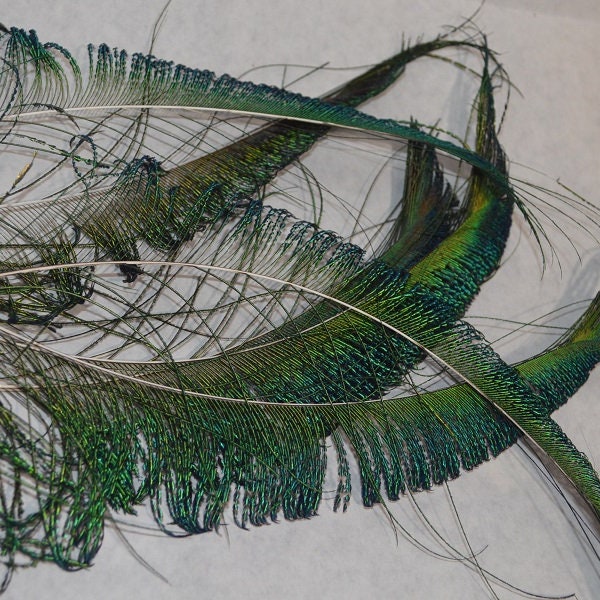 Swords, 6 pieces,  peacock feathers shimmery iridescent greens and blues, home grown handsome bird feathers