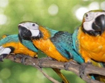 Teach your bird to talk, Words 4 Birds, to entertain and teach your parrot or Macaw, download tracks