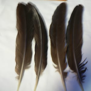 Peacock wing Feathers for crafting,smudge fan collection  hm3, natural colored,cruelty free feathers