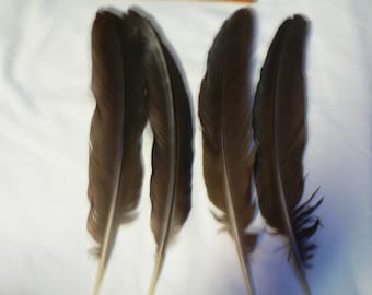 Peacock wing Feathers for crafting,smudge fan collection  hm3, natural colored,cruelty free feathers