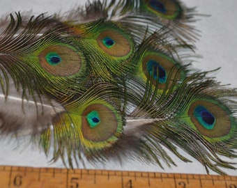 Tiny eye feathers, 6 pieces,  peacock feathers, shimmery iridescent greens, purples, and blues, home grown handsome bird feathers