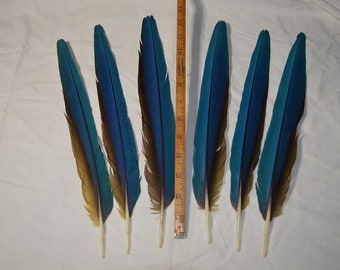 MACAW TAIL FEATHER set, Blue and Gold Macaw Tail feathers,  set of 6 tail feathers, headdress accent feathers, drop fan