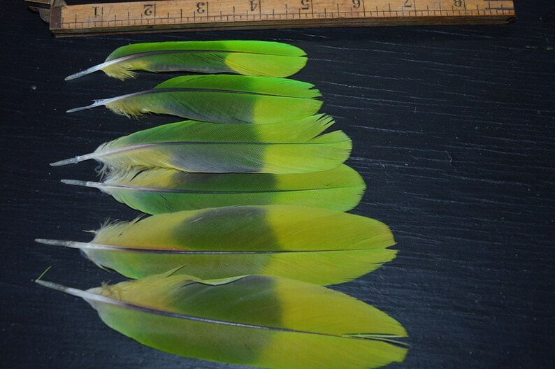 Amazon Parrot Lime green colored Tail Feathers natural colored,cruelty free collection of 6 feathers