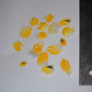 May include: A collection of bright yellow feathers with white and black accents scattered on a white surface. The feathers vary in size and shape, with some appearing fluffy and others more streamlined. A metal ruler is in the frame.