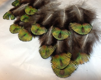 Peacock Scallop Feathers 15 pieces DIY crafting, earrings, natural colored bronze green, cruelty free collection from my own birds