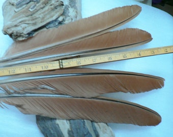 Peacock wing Feathers, DIY crafting, smudge fans, natural colored, cruelty free feathers