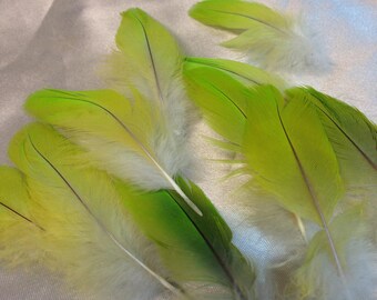 Lime Green Parrot Feathers for crafting, 10 pieces, natural colored Amazon parrot feathers, cruelty free collection