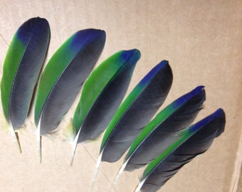 Amazon Parrot Wing Feathers 6 pieces, 4-6 inch, smudge, cruelty free collection, natural colored, from loved parrots