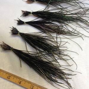 Peacock Feather Barbs,  group of 5 bundles, great jewelery accent, fly fishing lure tying, feather fluff textile C12