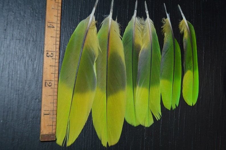 Amazon Parrot Lime green colored Tail Feathers natural colored,cruelty free collection of 6 feathers
