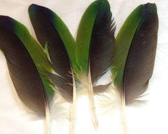 Green Amazon parrot wing Feathers for crafting, DIY jewelry, smudge fans, natural colored parrot feathers, cruelty free collection