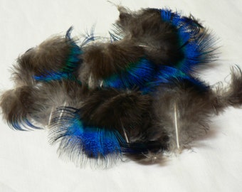 Blue Peacock Feathers for crafting, 25 pieces, DIY earrings,eyelashes, natural colored, cruelty free collection from free range pets