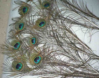 EYE FEATHERS, Beautiful Peacock eye feathers, 10 Crafting feathers, 3 lengths available cruelty free from our pets, centerpiece display eyes