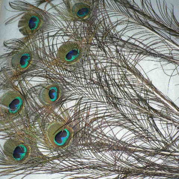 EYE FEATHERS, Beautiful Peacock eye feathers, 10 Crafting feathers, 3 lengths available cruelty free from our pets, centerpiece display eyes