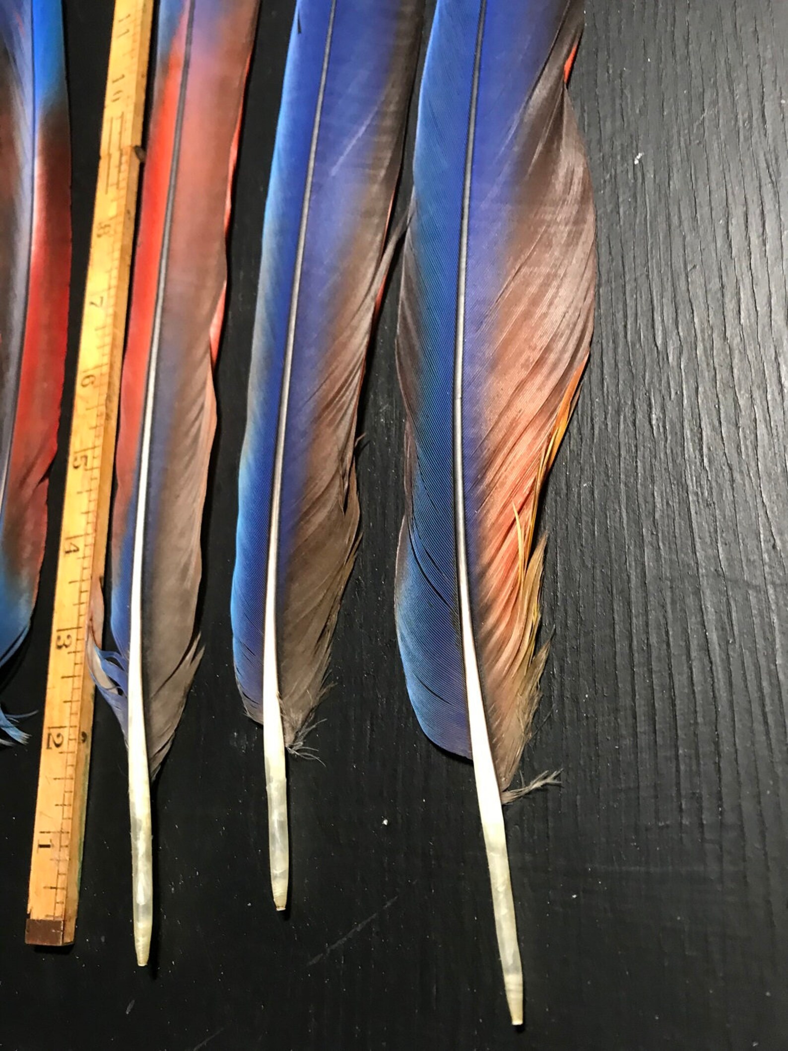 Scarlet Macaw Tail Feathers 6 Long Macaw Tail Feathers Etsy