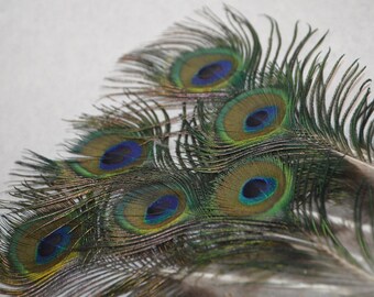 Mini peacock eyes, tiny Small eye feathers, 6 pieces,  peacock feathers, shimmery iridescent greens, purples, and blues,  DIY feather crafts