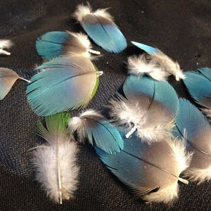 Tiny feathers, 15 Tiny Blue Macaw Feathers under 1 inch for crafting, cruelty free, natural ocean blue colored feathers