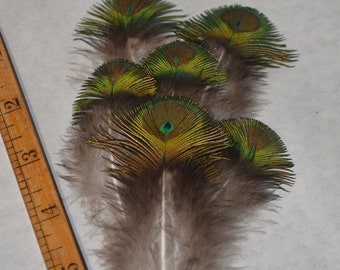 Peacock feathers, Scallop with spot, 6 pieces, peacock feathers, shimmery iridescent greens and blues, home grown handsome feathers