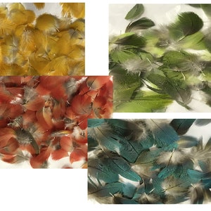 Macaw feathers and Parrot feathers for feather working,  40 pieces, 1&quot; to 2&quot; lengths, natural colorful feathers yellow blue green available