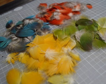 Tiny Parrot Feathers, 100 pieces, less than 1 inch, cruelty free, collected from my own birds, mix colors of red, yellow, green and blue,