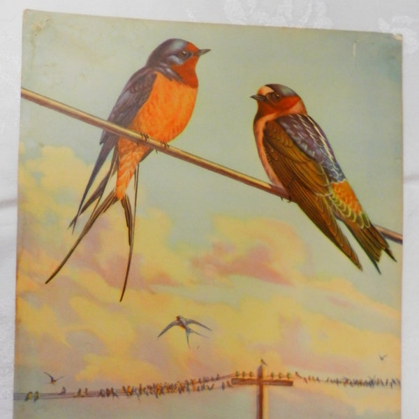 1930's Rare Walter Alois Weber Bird Print  showing Cliff Swallow, Barn Swallow