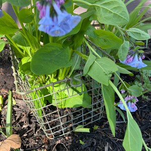 Op de afbeelding: Een draadmand gevuld met een boeket blauwe en paarse bloemen. De bloemen bloeien en hebben groene bladeren. De mand staat op een bed van donkerbruine mulch.