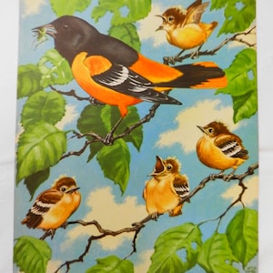 1930&#39;s Rare James Bates Abbott Bird Print  showing Baltimore Orioles