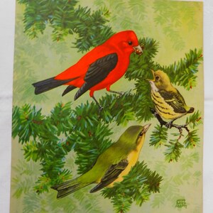 1930&#39;s Rare James Bates Abbott Bird Print  showing Scarlet Tangers