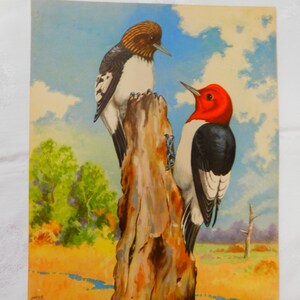 1930&#39;s Rare James Bates Abbott Bird Print  showing Woodpeckers