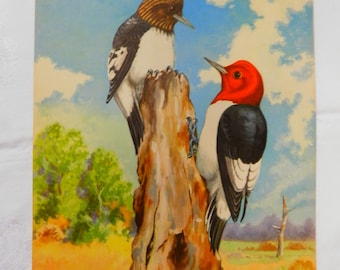 1930's Rare James Bates Abbott Bird Print  showing Woodpeckers