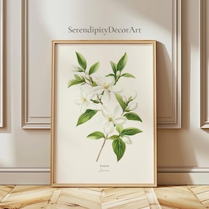 Poster opaco botanico con fiori di gelsomino / Arte murale con pianta di tisana / Illustrazione vintage di gelsomino / Arte murale floreale / Poster naturalistico / Decorazione da tè