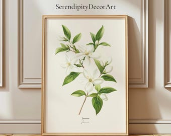Jasmine Flower Botanical Matte Poster | Herbal Tea Plant Wall Art | Vintage Jasmine Illustration | Floral Wall Art |Nature Poster |Tea Decor
