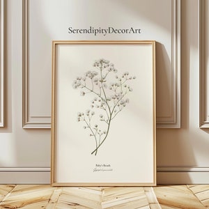 May include: A botanical illustration of Baby's Breath flowers, also known as Gypsophila paniculata, in a white frame against a white wall. The flowers are white and have a delicate, feathery appearance.