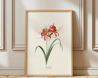 Red Spider Lily Botanical Matte Poster | Vintage Art | Floral Wall Art | Japanese Flower Illustration | Nature Poster