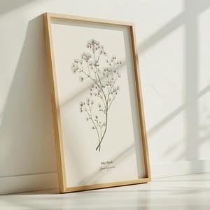 May include: A framed botanical print of a white baby's breath flower with the text "Baby's Breath" and "Gypsophila paniculata" underneath.
