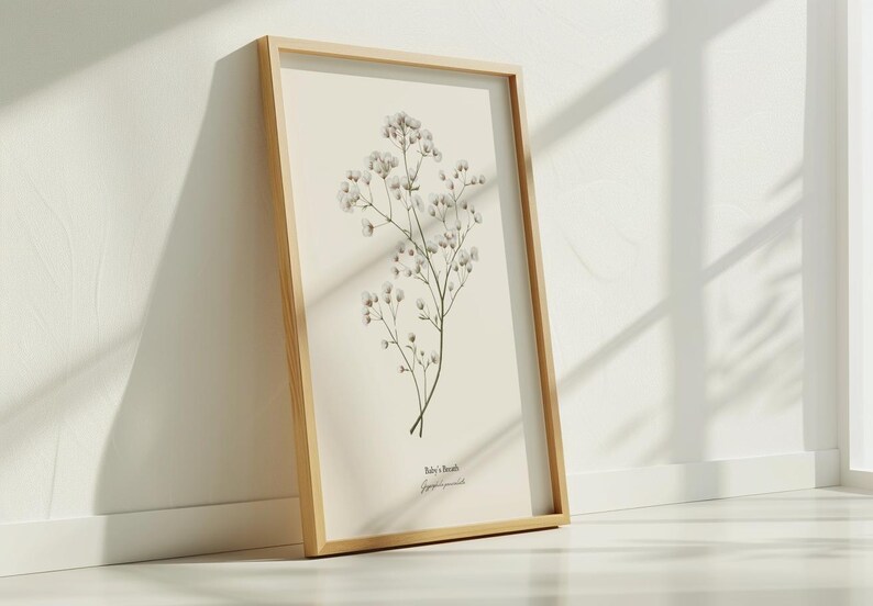May include: A framed botanical print of a white baby's breath flower with the text "Baby's Breath" and "Gypsophila paniculata" underneath.