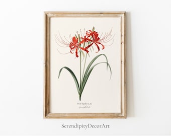 Lámina botánica digital de lirio araña rojo / Arte vintage / Arte floral para pared / Ilustración floral japonesa / Póster de naturaleza / Imprimible