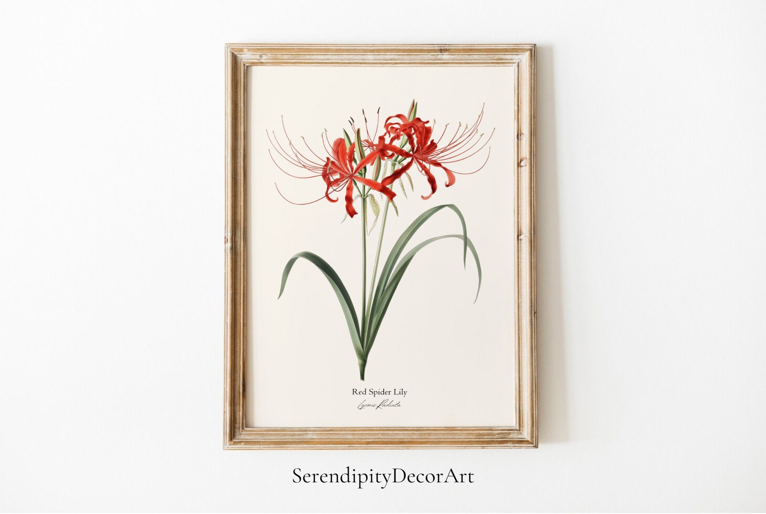 Digital Red Spider Lily Botanical Print | Vintage Art | Floral ...