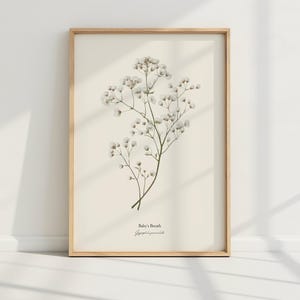 May include: A framed botanical print of Baby's Breath flowers, with the scientific name "Gypsophila paniculata" written below the image.