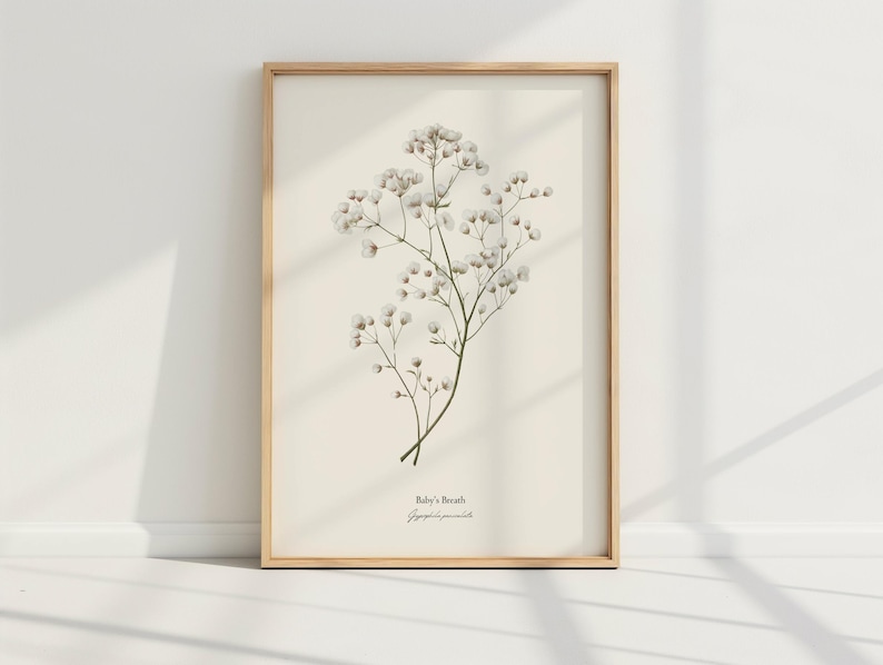 May include: A framed botanical print of Baby's Breath flowers, with the scientific name "Gypsophila paniculata" written below the image.