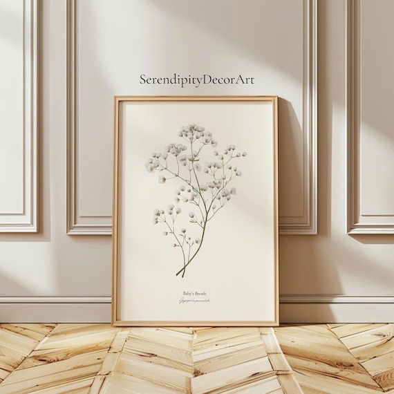 Baby's Breath Botanical Print Matte Poster | Floral Art | Vintage Inspired | Nature Poster | Flower Decor |