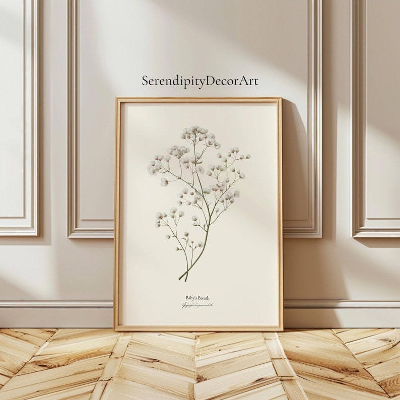 May include: A botanical illustration of Baby's Breath flowers, also known as Gypsophila paniculata, in a white frame against a white wall. The flowers are white and have a delicate, feathery appearance.