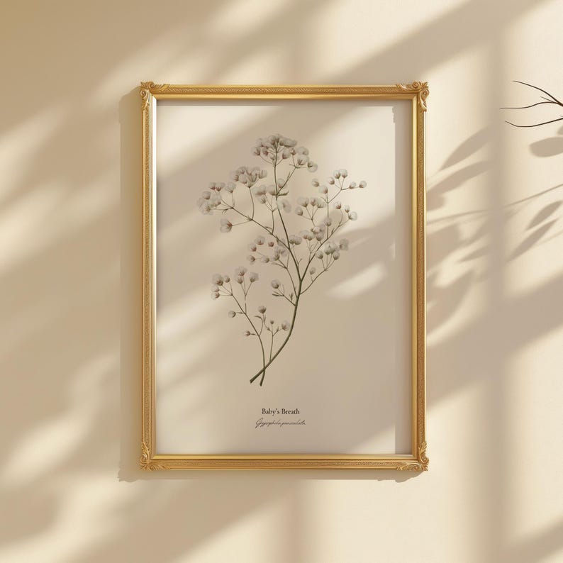 May include: A framed botanical print of Baby's Breath flowers, Gypsophila paniculata, with a gold frame.