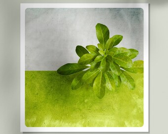Orange Tree Leaves Art Print: Green Botanical Photography Pole Mexique