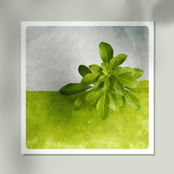 Macro photography  Botanical Fine Art Print  Green Orange tree leaves Living Room wall art POLE MEXIQUE